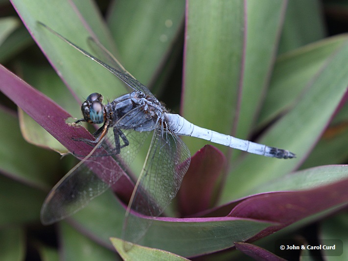 J17_3015 Orthetrum glaucum male.JPG